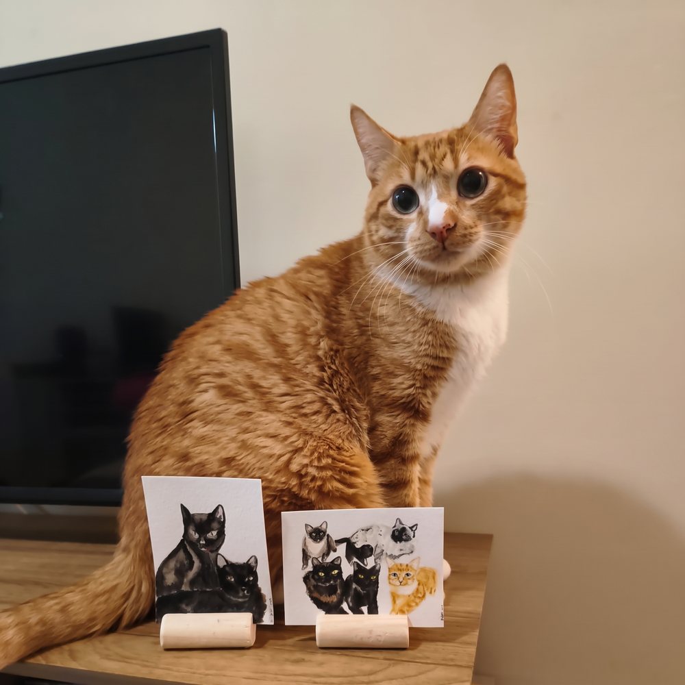O Faísca, gato laranja, sentado olhando para a câmera